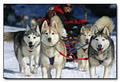 Winterdance Dogsled Tours logo