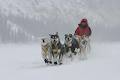 Yukon Quest International Assn image 5