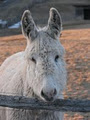 donkey sanctuary of Canada image 2