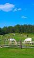 donkey sanctuary of Canada logo