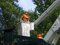 7 Oaks Tree Care and Urban Forestry Consultants Inc. image 1
