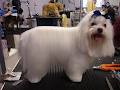 A Royal Touch Dog Grooming image 4