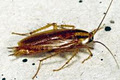 APR Pest Control image 3