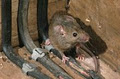 APR Pest Control image 6