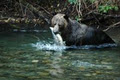 Aboriginal Journeys: Whale Watching and Grizzly Bear Tours image 3