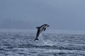 Aboriginal Journeys: Whale Watching and Grizzly Bear Tours image 4
