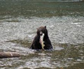 Aboriginal Journeys: Whale Watching and Grizzly Bear Tours image 6