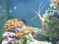 Alternative Aquariums image 4
