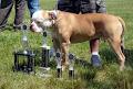 American Bulldog Registry & Archives image 1