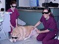 Animal Medical Center image 4