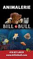 Animalerie Bill & Bull image 2
