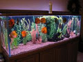 Aquarium Plus Services image 1