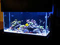 Blue World Aquariums image 5