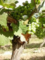 Bonitas Winery image 5