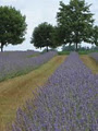 Bonnieheath Lavender image 2