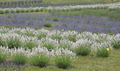 Bonnieheath Lavender image 1