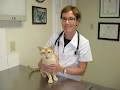 Bytown Cat Hospital image 6