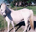 Caledon Equestrian School image 1