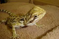 Calgary Avian & Exotic Pet Clinic image 6