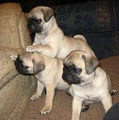 Canada Pug Breeders image 2