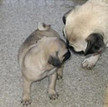 Canada Pug Breeders image 3