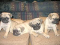 Canada Pug Breeders image 4