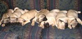 Canada Pug Breeders image 5