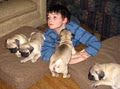 Canada Pug Breeders image 6