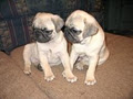 Canada Pug Breeders logo