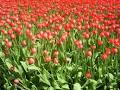 Canadian Tulip Festival image 3