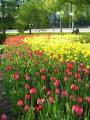 Canadian Tulip Festival image 4