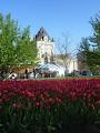 Canadian Tulip Festival image 5