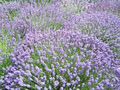 Carlin Hill Lavender image 2