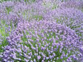 Carlin Hill Lavender image 2