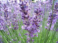 Carlin Hill Lavender image 1