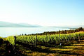 CedarCreek Estate Winery image 2