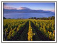 CedarCreek Estate Winery image 4
