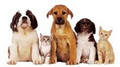 Central Animal Hospital - Pets Grooming, Vaccines & Surgery Windsor image 1