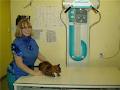 Centre Street Veterinary Clinic image 2