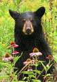 Coastal Revelations Vancouver Island BC Nature Tours image 5