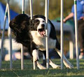 Country Club For Pets Professional Dog Trainers / Boarding Kennel logo