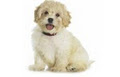 Creek Side Veterinary & Animal Hospital Best Veterinarians Calgary image 2