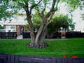 Creston Place Townhouse Community image 2