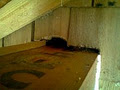 Critter Get Ritter Pest & Wildlife Control image 2