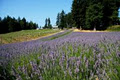 Damali Lavender Farm, Winery and B&B image 3