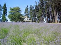 Damali Lavender Farm, Winery and B&B image 5
