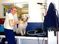 Dog N' Suds Pet Services Ltd image 5