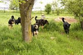 Dogs at Camp Cage Free Boarding! Cookstown, ON image 3