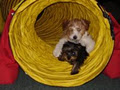 Edmonton Dog Training - Sherwood Barks Agility & Dog Training image 2