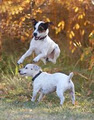 Edmonton Dog Training - Sherwood Barks Agility & Dog Training image 3
